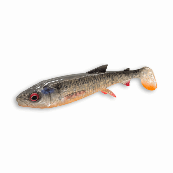 WhiteFish Shad