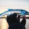 WhiteFish Shad – Image 2