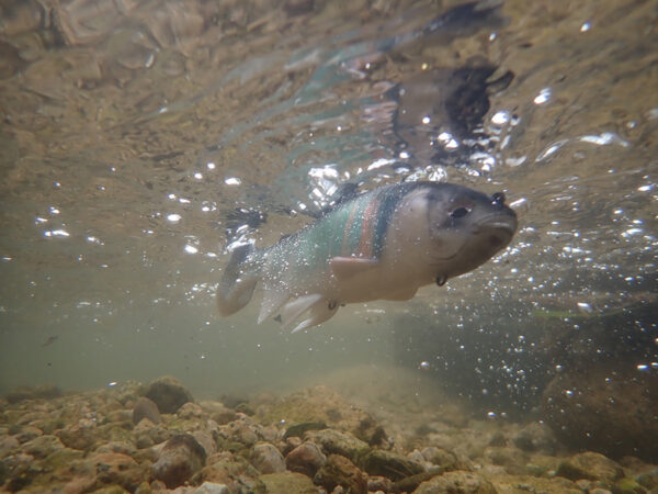 Lazy Swimmer 9'' – Image 3
