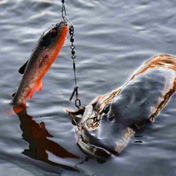 WhiteFish Shad – Image 3