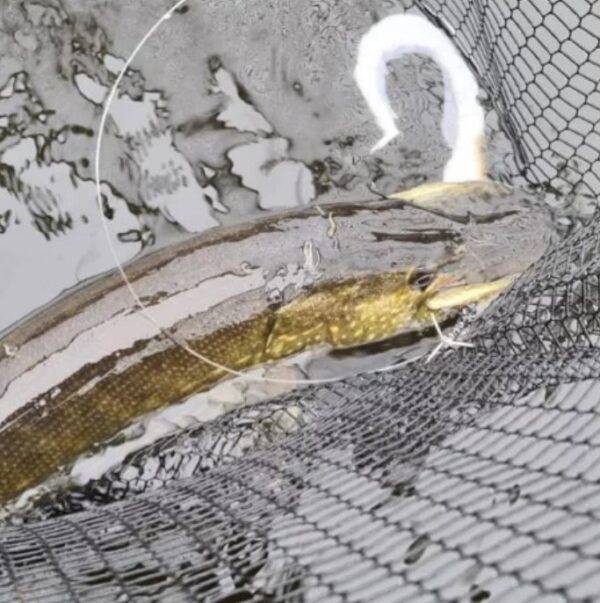 Catfish 35cm – Image 4