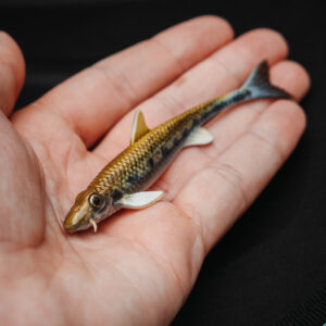 Baik Baits K-Finn